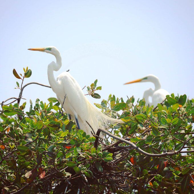 garza blanca